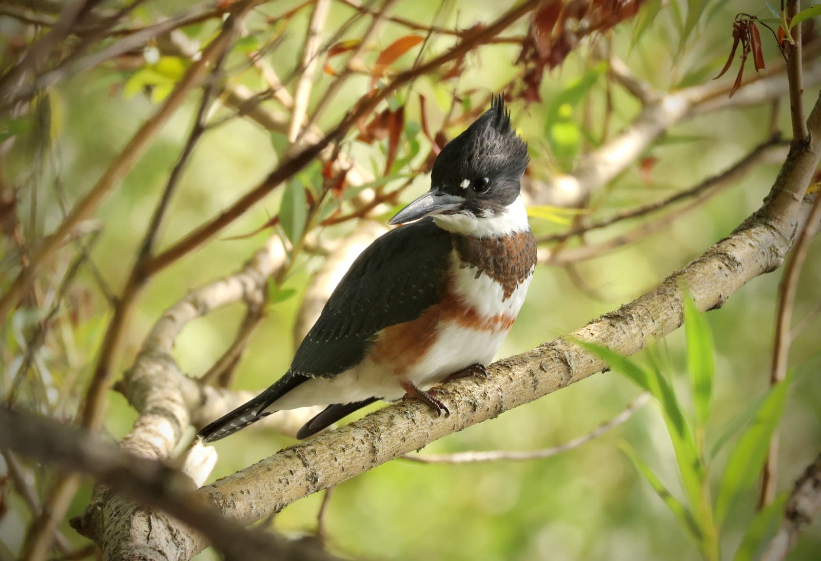 Belted Kingfisher perched on a willow branch, crest raised