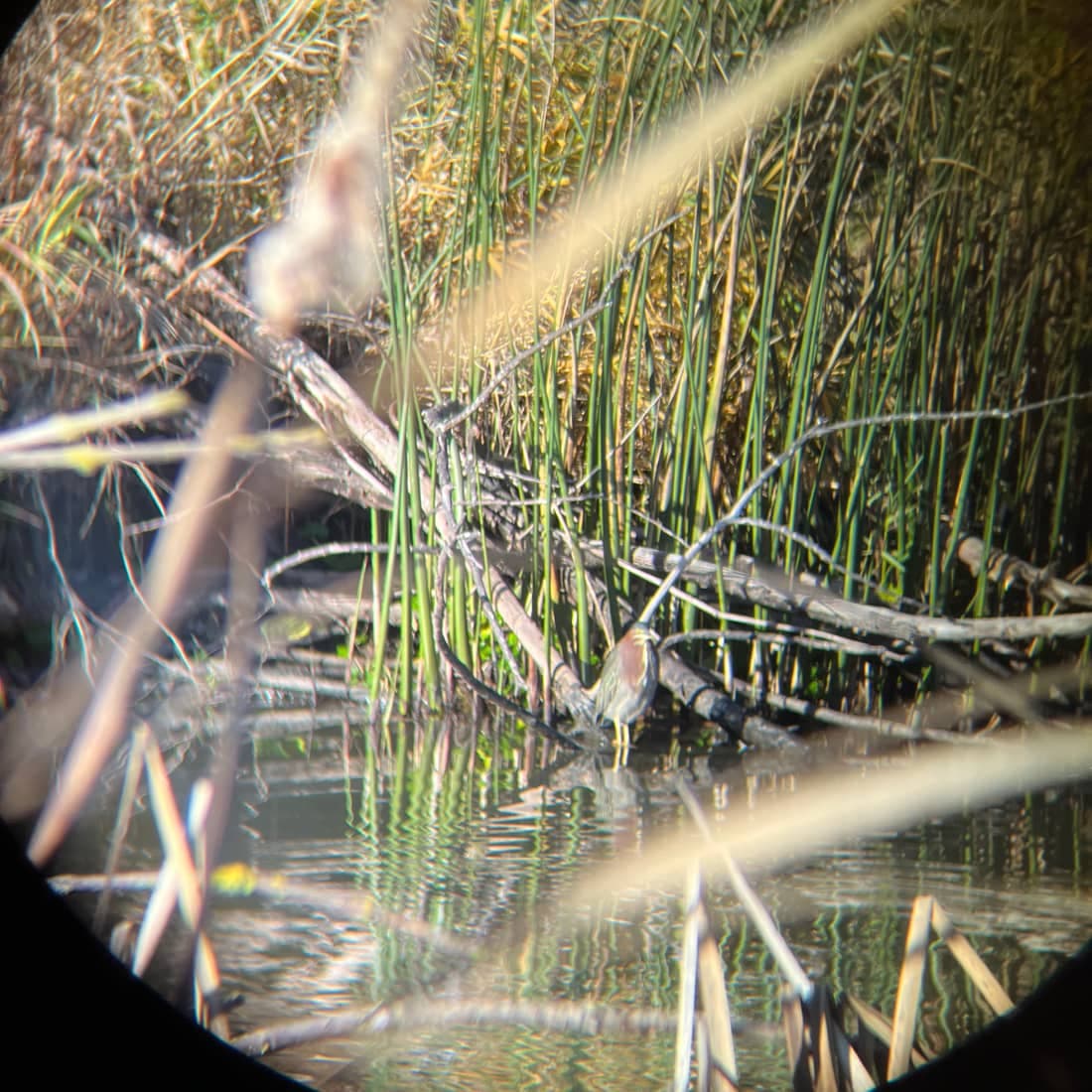 A green heron standing among reeds above still water, seen through the circular eyepiece of a pair of binoculars