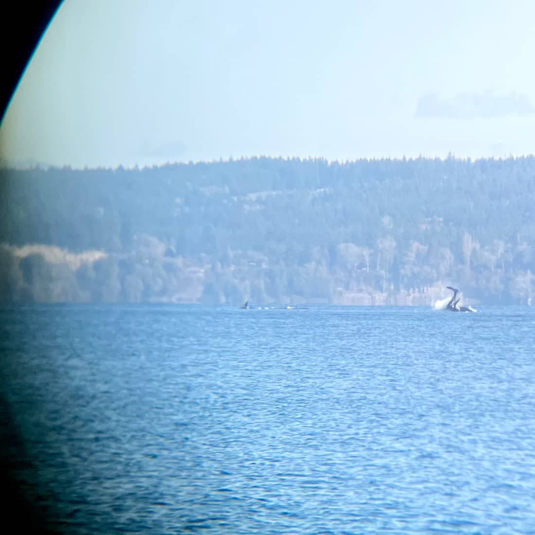 Distant killer whales surfacing below a forested shoreline, seen through a binocular eyepiece