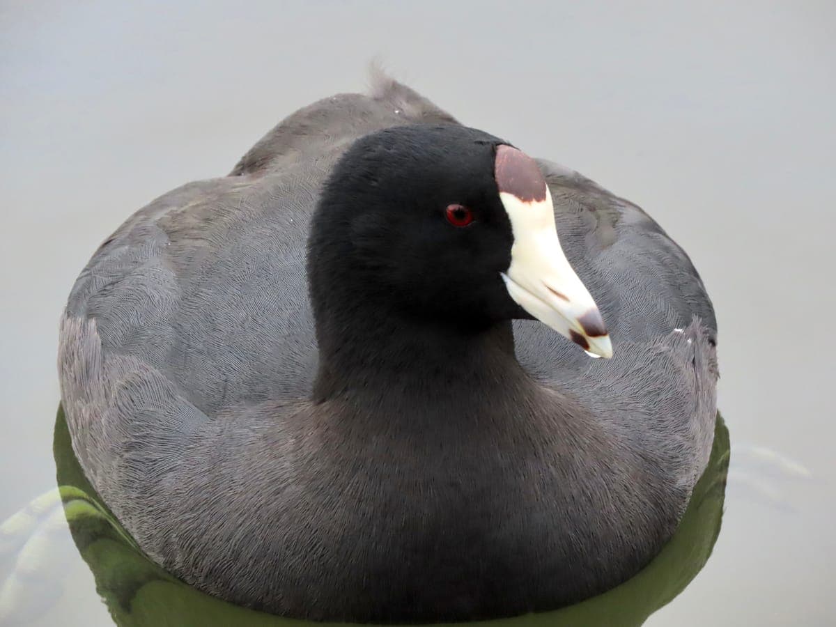 American Coot on still water