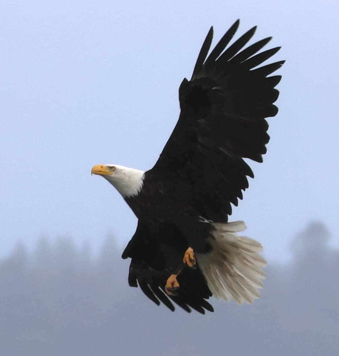 Bald Eagle in flight against a fog-softened sky