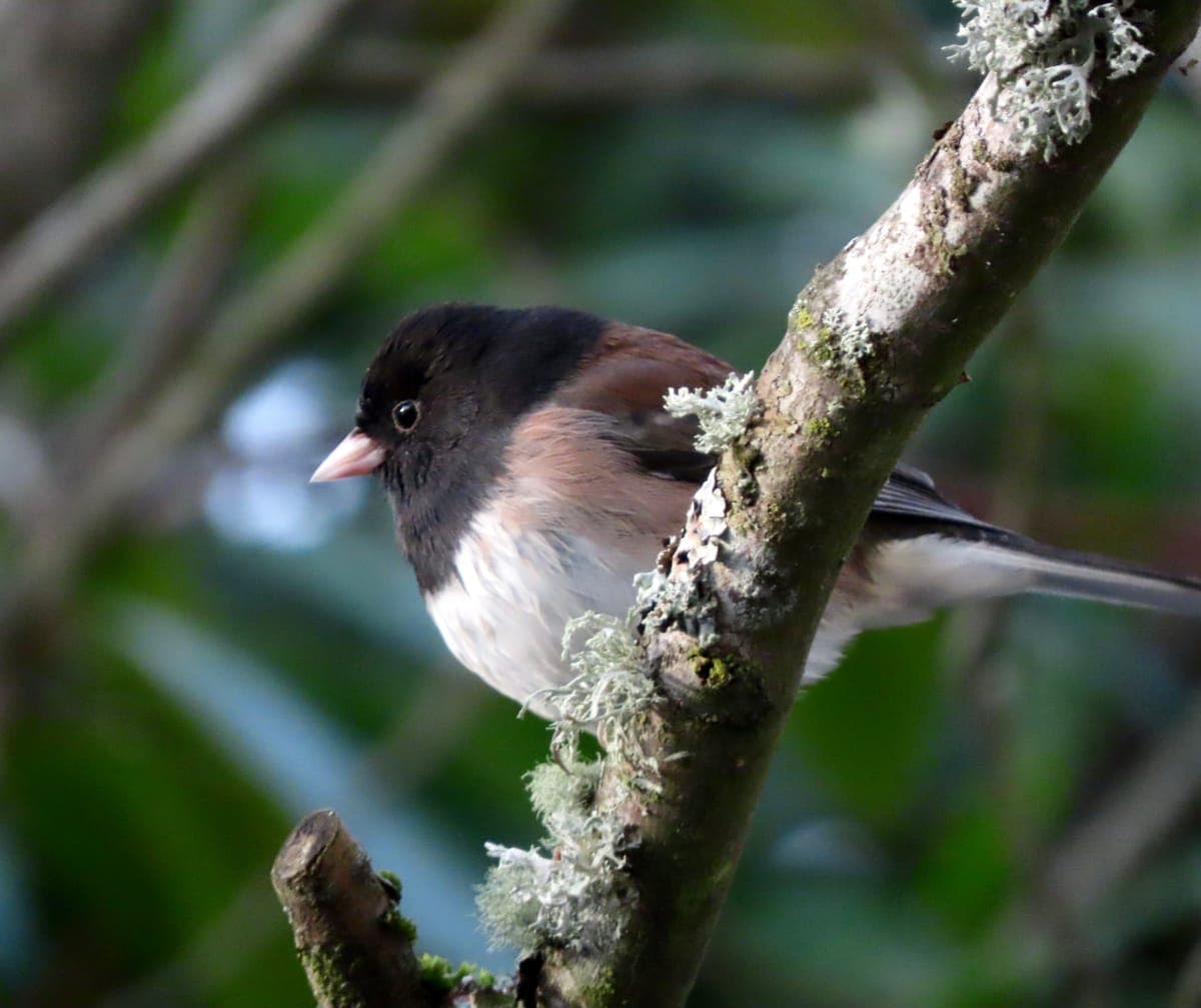 Dark-eyed Junco perched on a lichen-covered branch