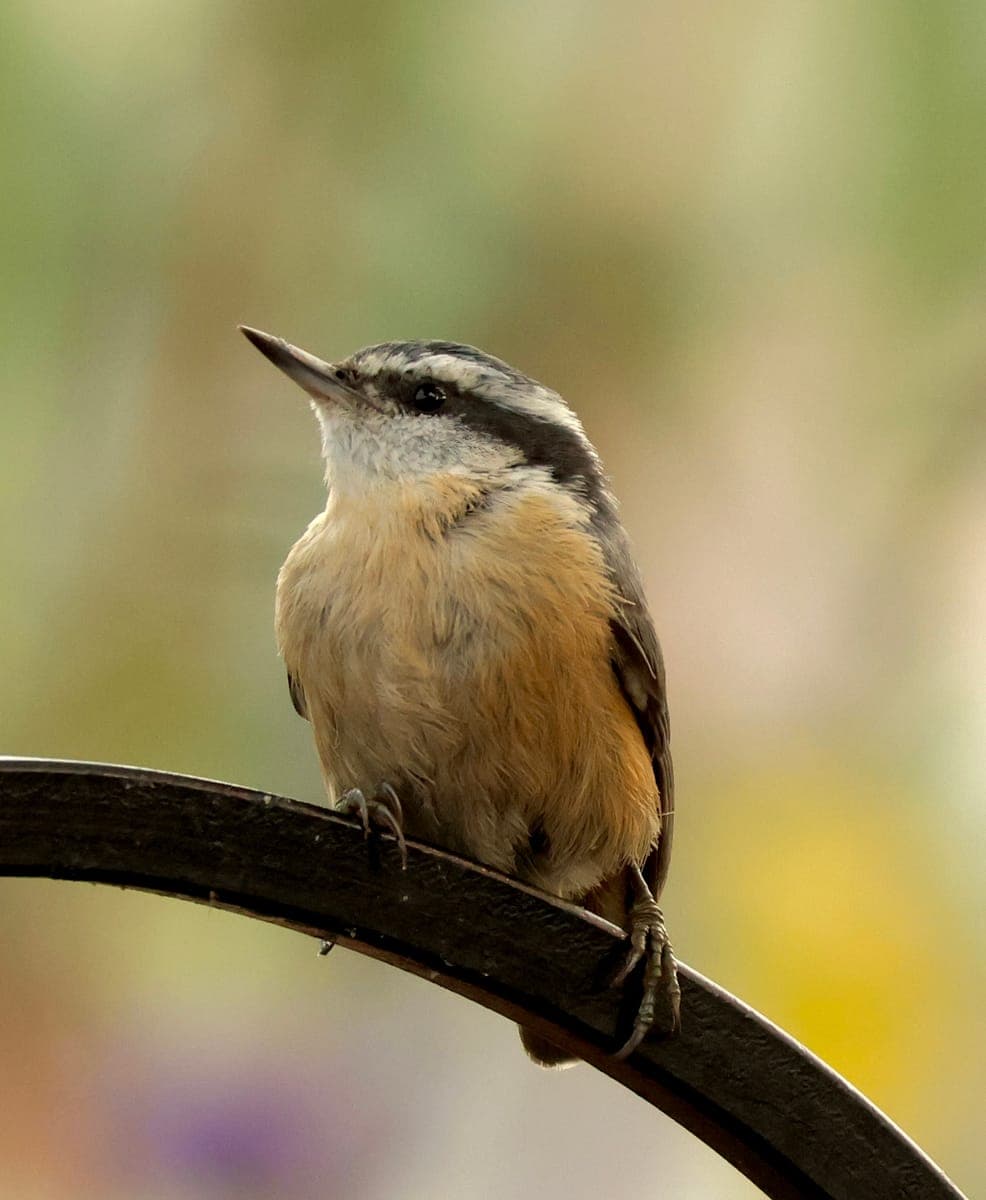 Red-breasted Nuthatch perched on a feeder hook