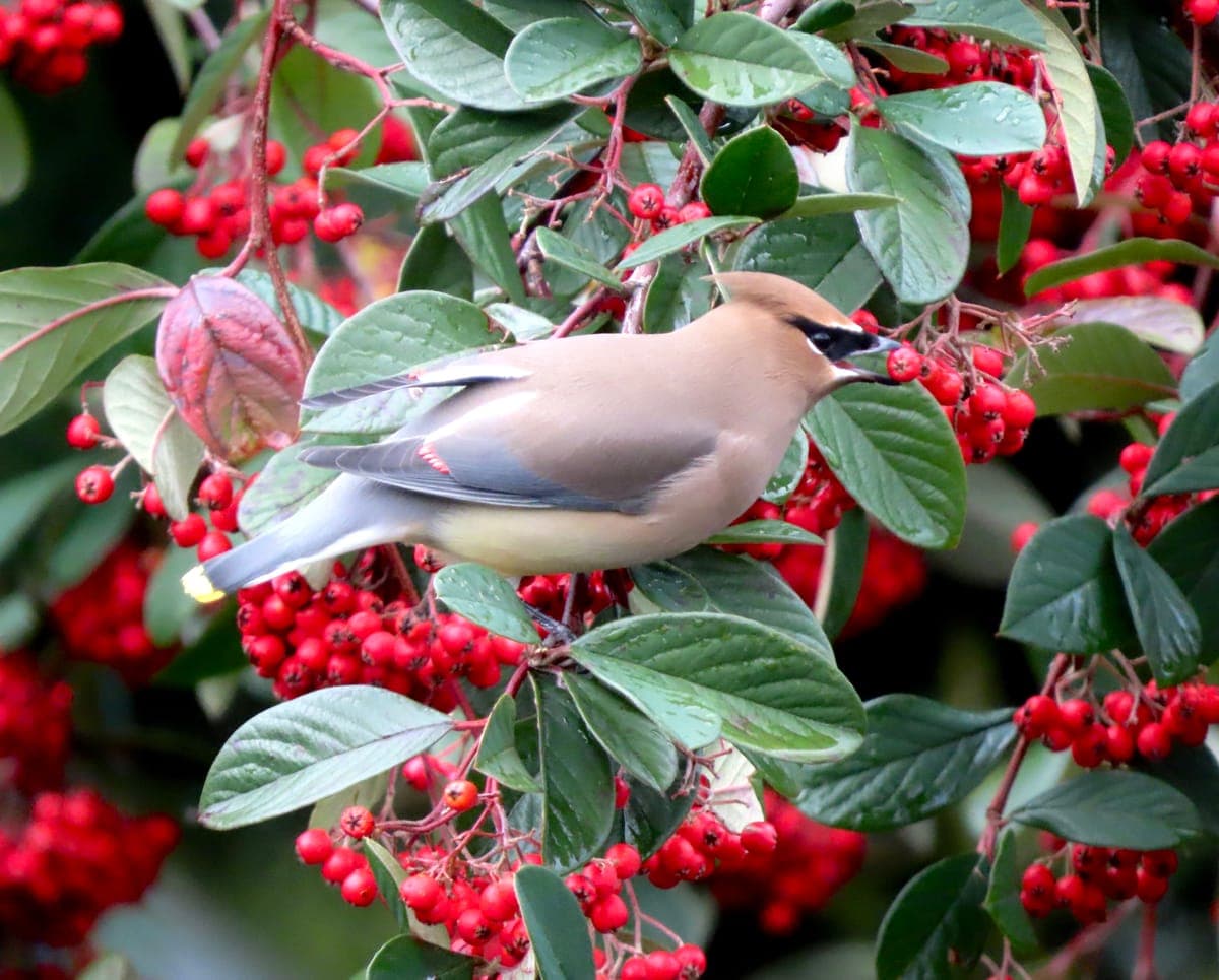 Cedar Waxwing plucking a red berry