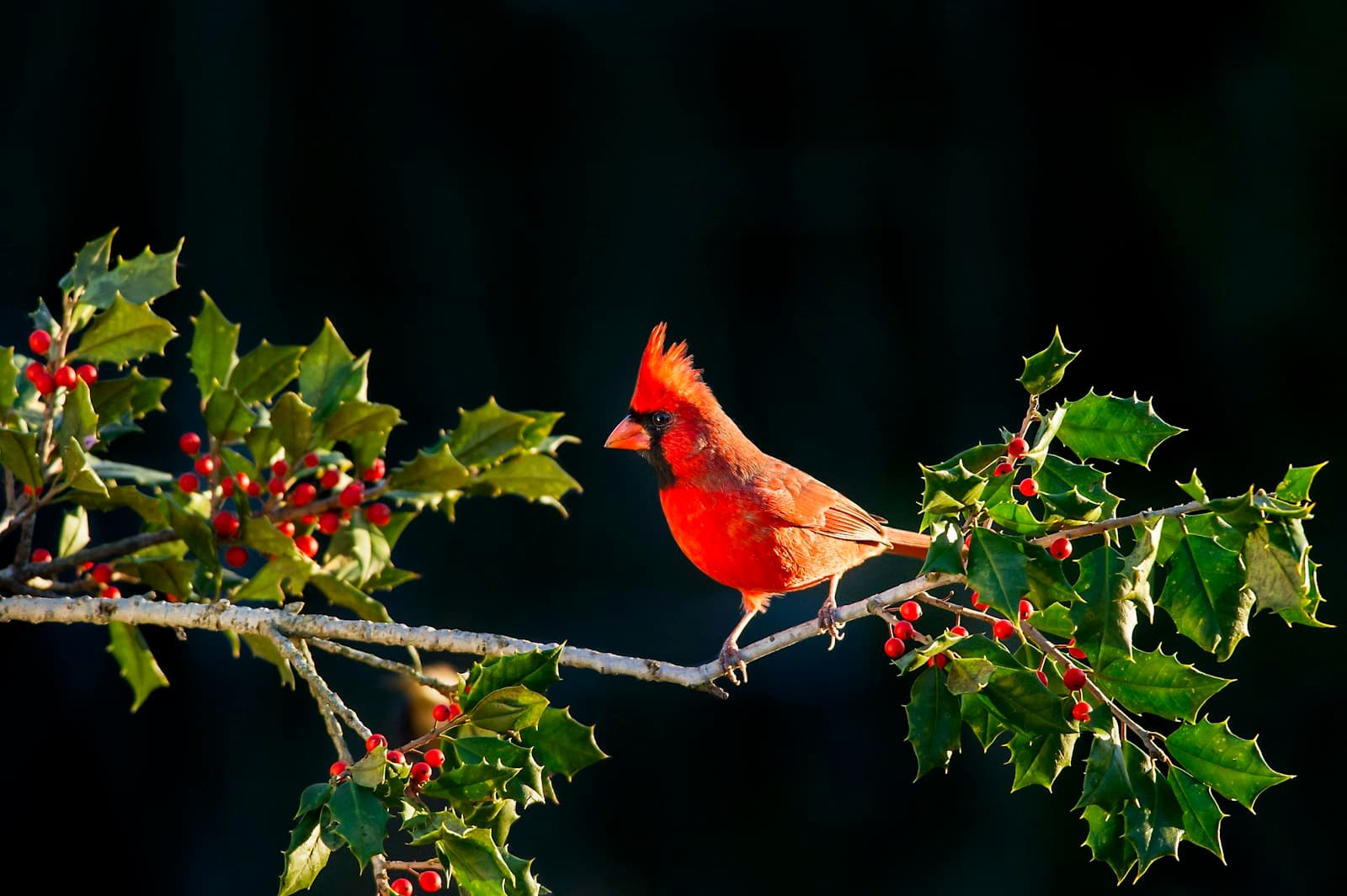 Northern Cardinal perched on a holly branch