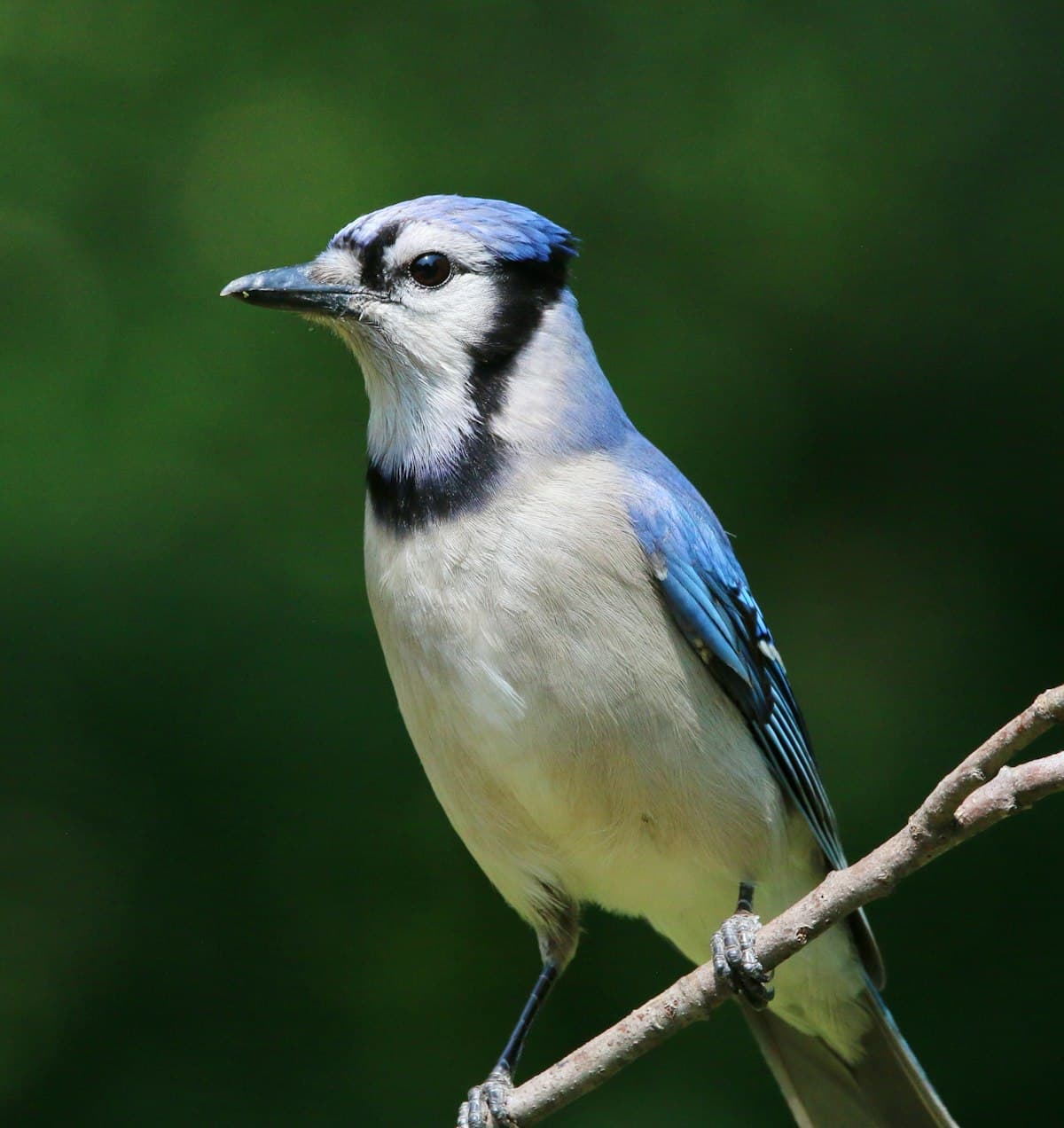 Blue Jay perched on a branch