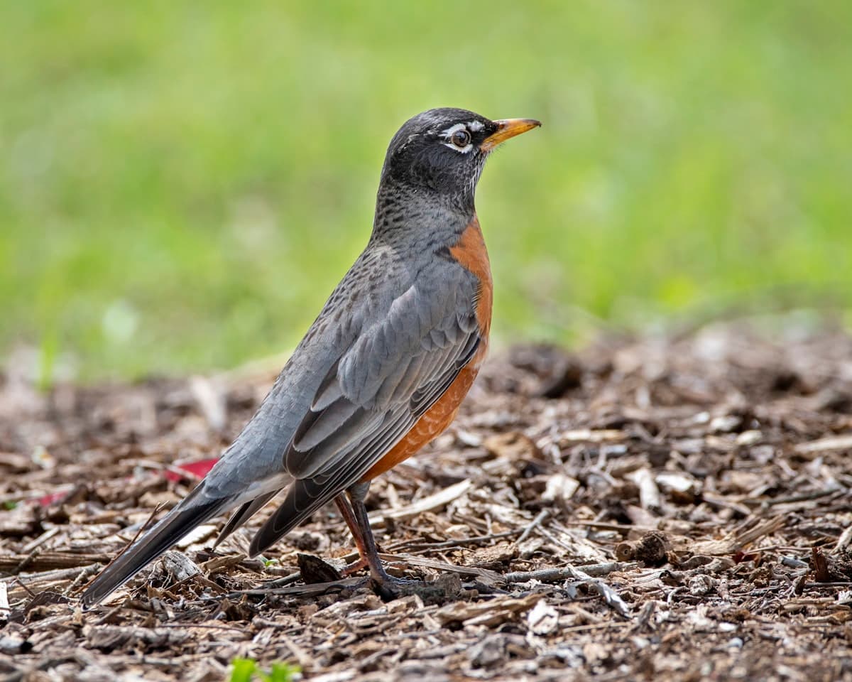 American Robin standing in the grass