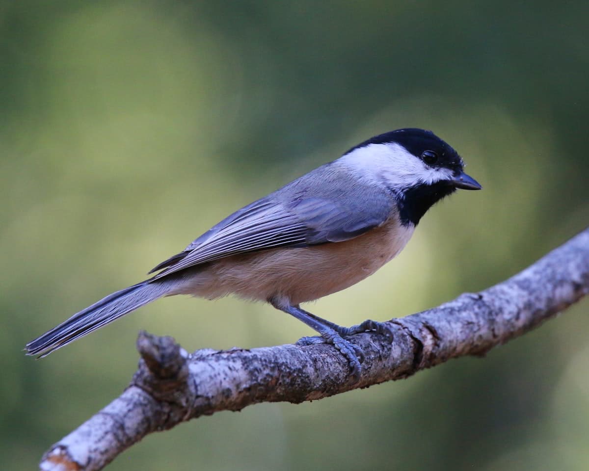 Black-capped Chickadee on a branch
