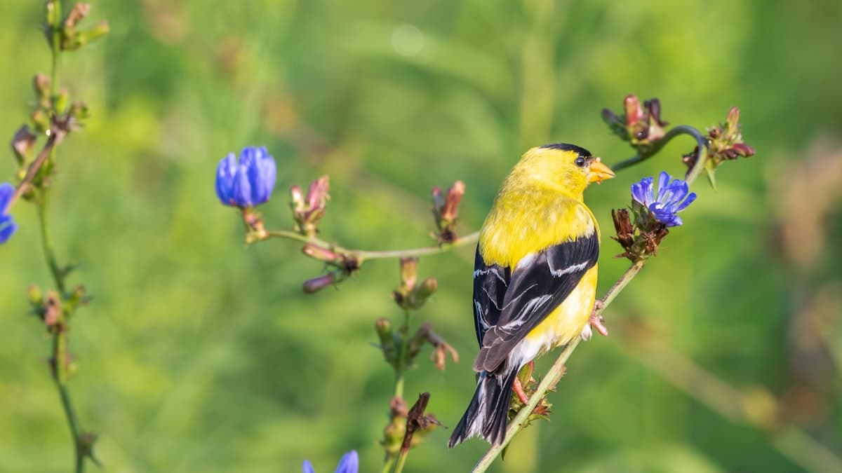 American Goldfinch on wildflowers